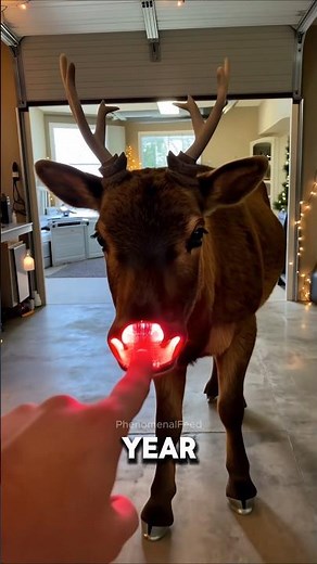 4 Animals You Only See During Christmas — and the Last One Feels Like a Miracle 🎄