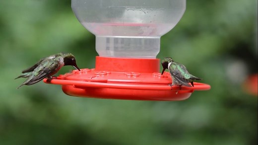 Follow these tips if you want hummingbirds to stop at your garden or feeder this spring