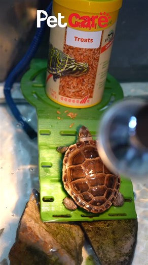 Because every turtle deserves the best care under its shell! 📍Mushrif Mall- Abu Dhabi 📍Mazyad Mall, Mussaffah- Abu Dhabi 📍Y Tower, Al Nahyan- Abu Dhabi 📍Al Wahda Mall- Abu Dhabi 📍Shop- F155&156, Al Ain Pet Market, Bawadi- Al Ain 📍Al Dhafra Mall, Madinat Zayed- Abu Dhabi Follow us on Instagram: @petcareuae_📸 (Pet food,treats, petcare, pet lovers, safe pets, toys, celebration, dogs, cats, pet accessories, birds, reptiles, cages) | Pet Care UAE