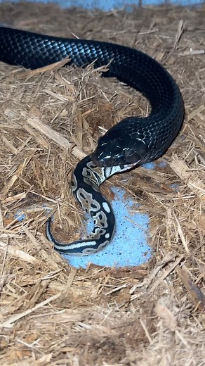 Tyler Nolan | Feeding A Baby Ball Python To My Indigo Snake!🐍#Reptiles #farmlife #florida #wildlife #animals #snakes #Herpetology | Instagram
