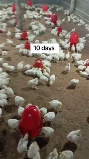 How to Summon Chicks #poultry viralshorts #shorts #shortsvideo #ytshorts