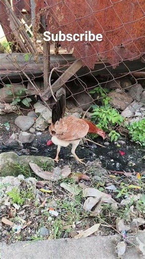 checken walk #cheken #pets