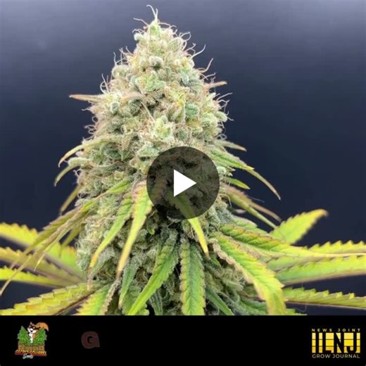 For years, my favorite Work Sativa strain has been Green Crack. It wasn’t until I tried Ghost Train Haze that I found a second favorite.   Since then, I have grown dozens of Work Sativa strains but… | Jason Brown