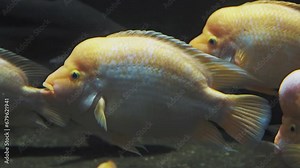 Midas cichlid, tropical fish in exotic aquarium. View of Amphilophus citrinellus fish.