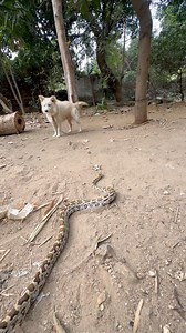 132K views · 454 reactions | Dog Vs Python Snake #fbreels | Prakash Animal Welfare | Facebook