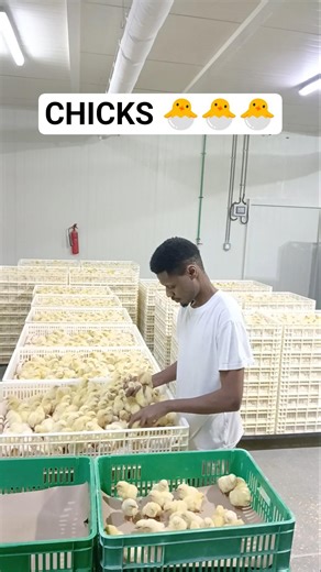 This is the best way to grade Broiler chicks.