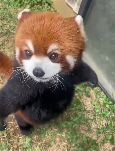 cute redpanda (@cutelesser_panda)’s video of red panda angry