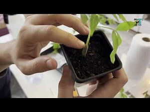 Greffe des tomates en détails avec plusieurs techniques