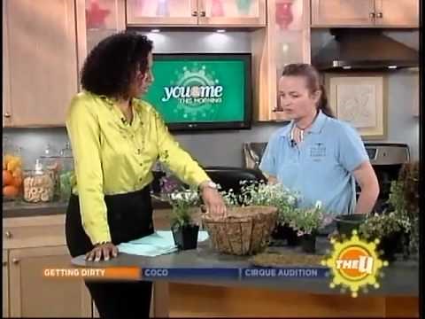 How to plant window boxes and hanging baskets