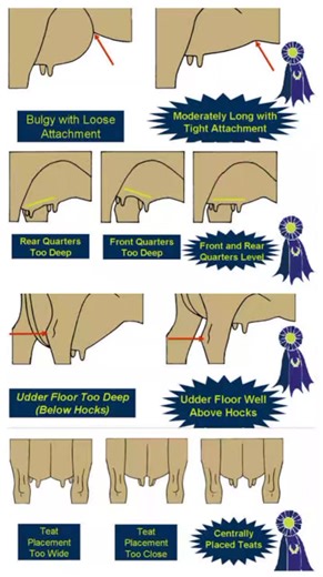 7.9K views · 103 reactions | #Types_of_Udder #Types_Of_Teats #animal_health_services #홑홚황홀홙홪환홖황홞홤홣 #혼홃홎 @topfans | Animal Health Services - AHS. | Facebook