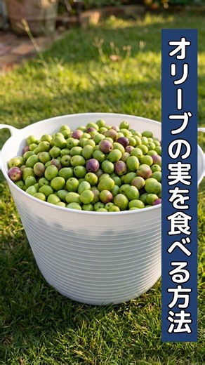 #オリーブの実を食べる方法 #オリーブの収穫タイミング #オリーブ 【再投稿】