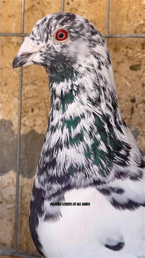 The eye 👁️ of the homing pigeon 🕊️🤩 Tiger Grizzle 🖤🤍