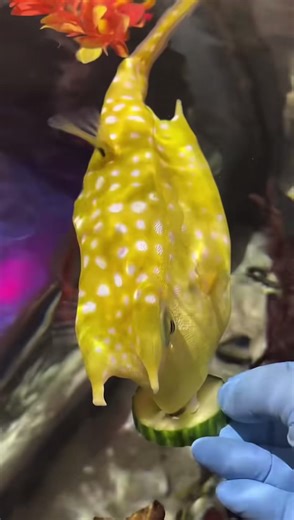 Longhorn Cowfish Eating Cucumber Slices