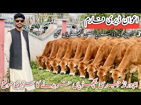 Premium Jersey Heifers Awan Dairy Farm | High Milk Production