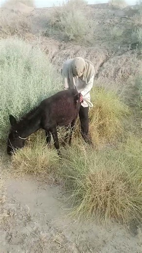 The Donkey’s Funniest Moment Happened Out of Nowhere! 😂🐴