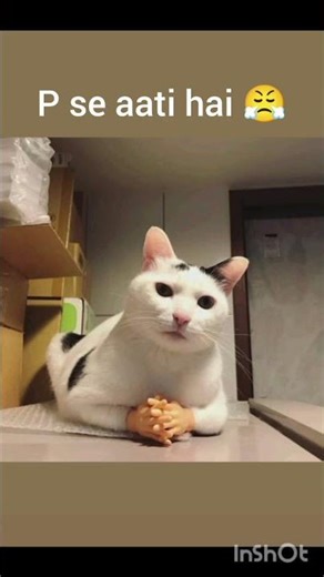 physiology 🙄 #cat #funny