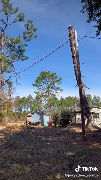 Effects of Deforestation Song Video