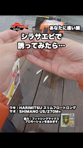 【海上釣堀】 シラサエビで誘ってみたら フル動画はYouTubeへ！ #PR #フィッシングマックス #ハリミツ #台湾釣魚 #釣り好き