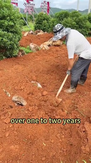 The "Giant Black Truffle" from the Soil?#gardeningtips #plantingtechniques #planttips #plants #vegetablegardening | agricultural.inno