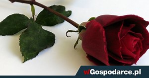 Nie żyje Barbara Piasecka-Johnson