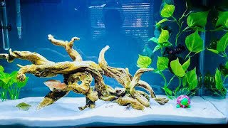 Perfectly clear homemade ecosystem build