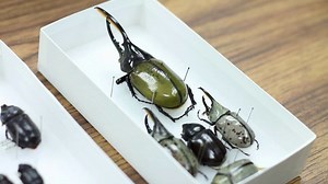 Beetle Dissection and Imaging Tutorial