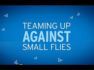 Teaming Up Against Small Flies
