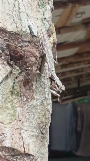 What kind of animal is this? #camping #animal #nature