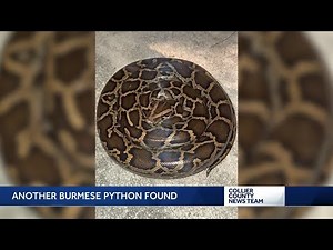 7-foot Burmese Python spotted and dispatched at Goodland park