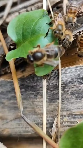 188K views · 1.3K reactions | King of bees is bringing his young to suck water to build a hive#easy 086 | Beehub Reely | Facebook