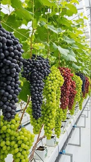The Future of Wine Building a High Density Hydroponic Grape Trellis Full Cycle