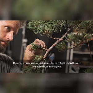 Level up your bonsai in one evening. Join our live stream Tuesday and learn wiring, design decisions, and seasonal technique. Your trial unlocks the live full Mirai library. | Bonsai Mirai