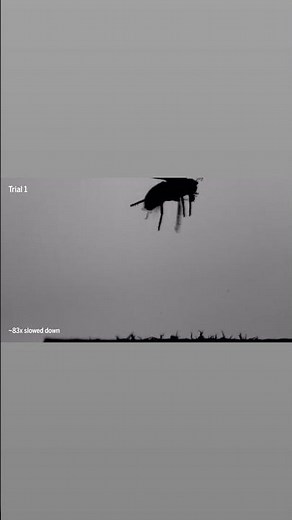 Bull’s-eye! Static electricity pulls worm through air to its insect victim