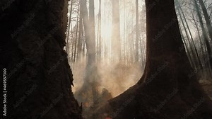 Aftermath wildfire, burning charred tree trunks, trees on fire and smoke in dry season ash on the ground. Concept of deforestation, environmental damage