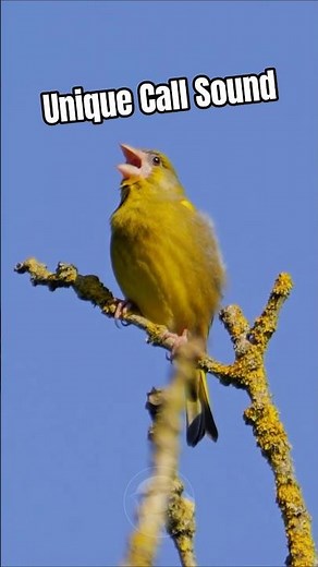 The Greenfinch's Unique Scratchy Call is Unmistakable | Bird Sounds