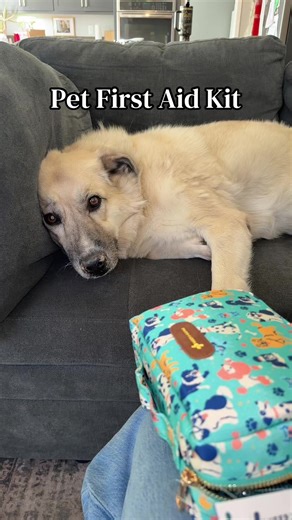 Essential First Aid Kit for Dog Owners