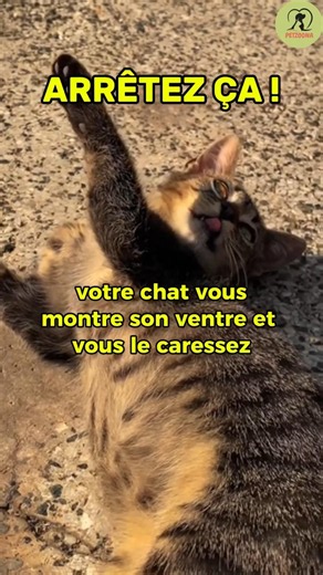 Stop petting your cat's belly!