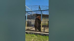 That must be bears itchy Brown bear scratches his back against the bear cage!