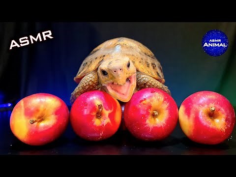 ASMR Mukbang Eating Crunchy Apple 🍎 Turtle Tortoise 151