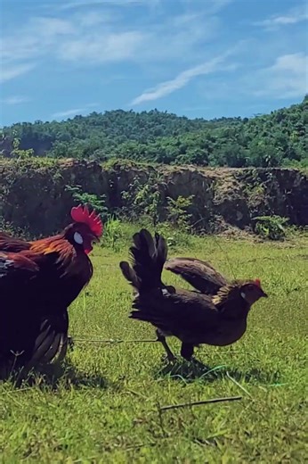 Bẫy Gà rừng bằng gà mái mồi cười haha Thẻ nhớ 4GB – 99k miễn phí ship Có sẵn file gà mái 0355977988