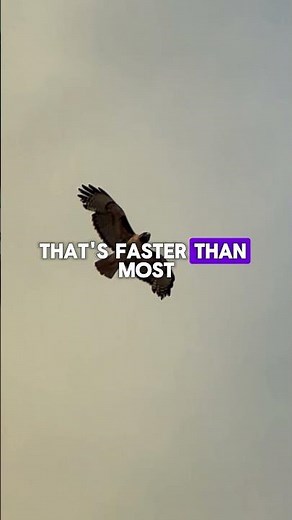 The World's Fastest Hunter: Golden Eagle's Insane Speed