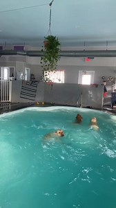 13K views · 349 reactions | It’s pool jumping season  | Bubble Puppy Playhouse | Facebook