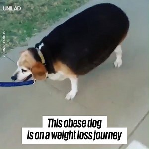 1.7M views · 14K reactions | This overweight beagle's new family are on a mission to turn his life around... You can do this Wolfgang! 爛 | UNILAD | Facebook