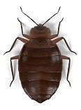 Bed Bug Control Virginia - Green Akers Pest Control LLC