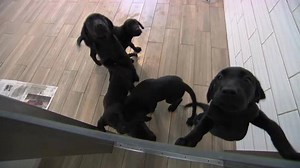 These pups are destined for a life of service. Read more about how to foster a future guide dog: https://www.cbc.ca/1.4970183 | CBC Ottawa