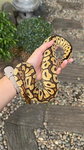 9.7K views · 224 reactions | I guess it’s time to move him up a tub size. Hehe. Maliit na sa hatchling rack. This pogi is still available. ☺️ Sobrang established feeder na. He is a Spotnose Clown ☺️❤️ | Arcandrez Ball Pythons | Facebook