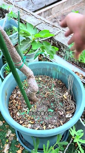 Maximize Bougainvillea Blossoms: The Ultimate Fertilizing Guide
