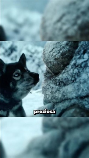 The HERO DOG who SAVED thousands of people...🥹❤️ #truestory #balto