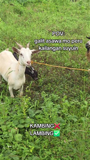 KAMBING❌️ LAMBING✅️
