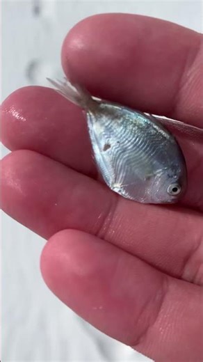 Caught this weird looking fish,spotted a Croc 🐊..#florida #nativeamerican #fishing #crocodile